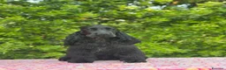 Cocker cani in vendita: Cocker spaniel inglese  - Annuncio 2