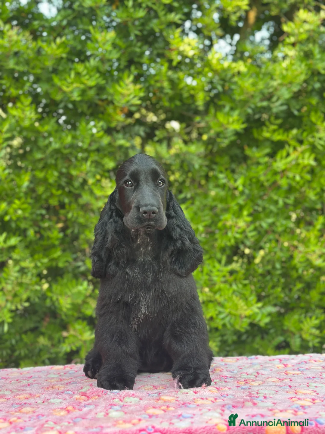 Cocker cani in vendita: Cocker spaniel inglese  - Annuncio 2