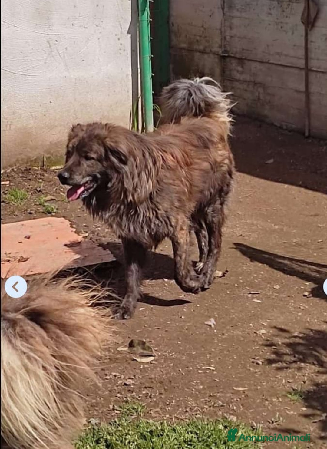 Meticcio cani in regalo: Mix Pastore maculato dal balcone al box.NAPOLI SOS a Città metropolitana di Milano - Annuncio 2