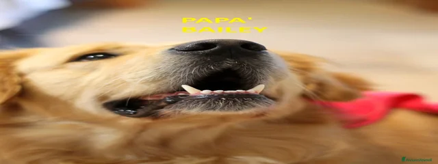 Baylei