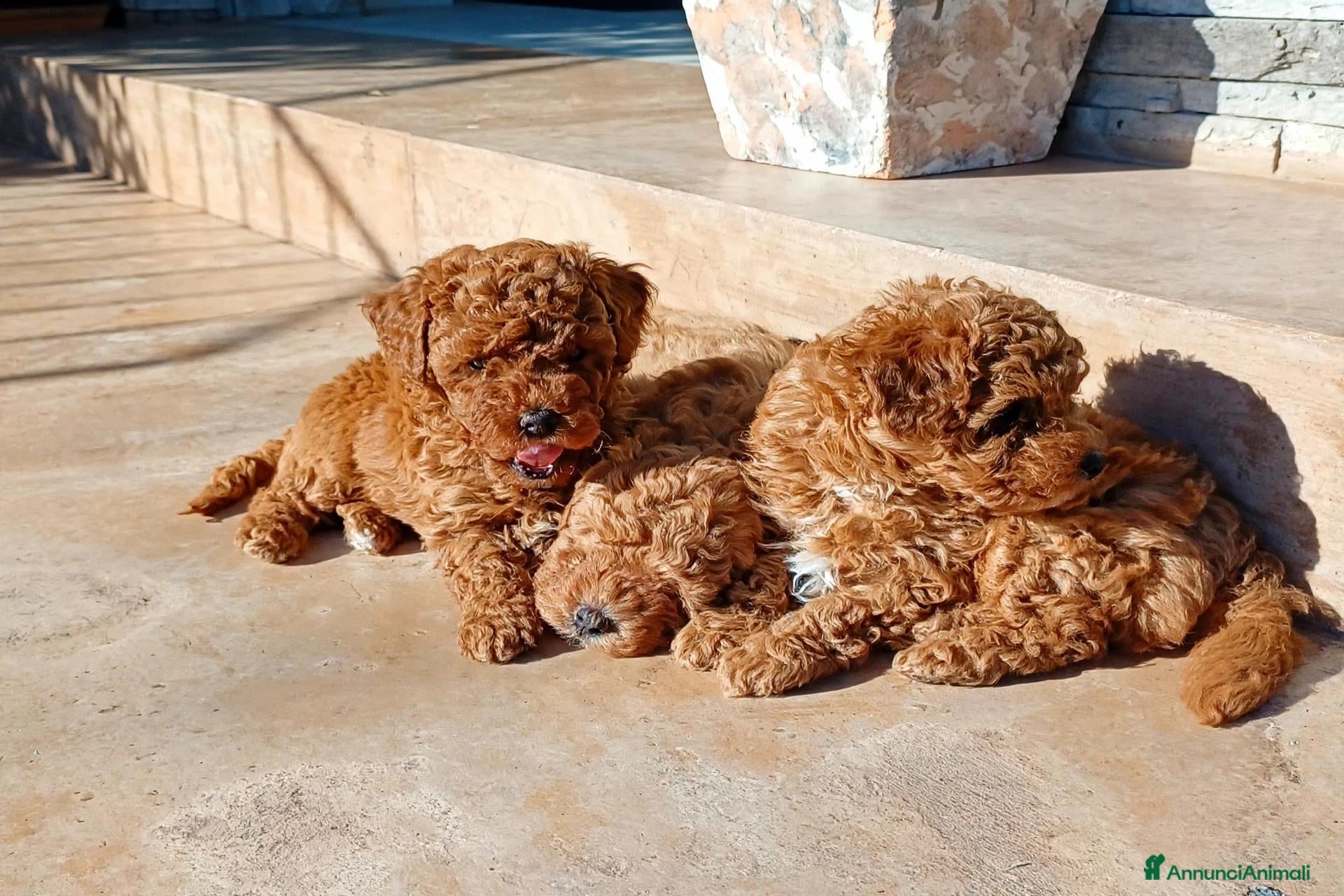 Barboncino Toy cani Barboncini tipo Toy red - Annuncio 14