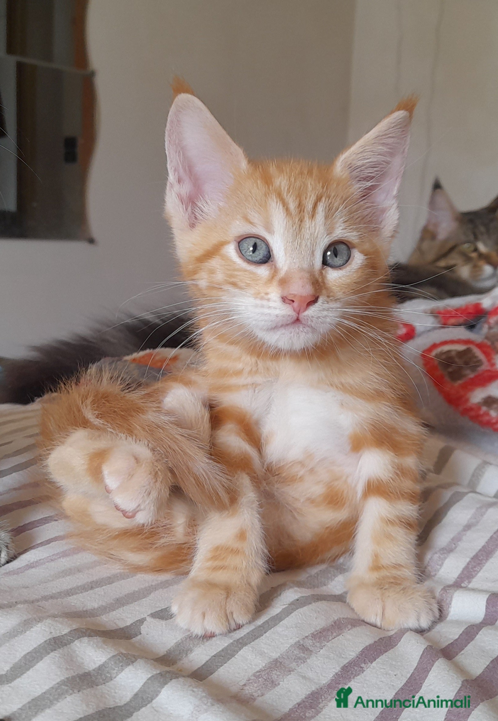 Maine Coon gatti Gattine disponibili  - Annuncio 2