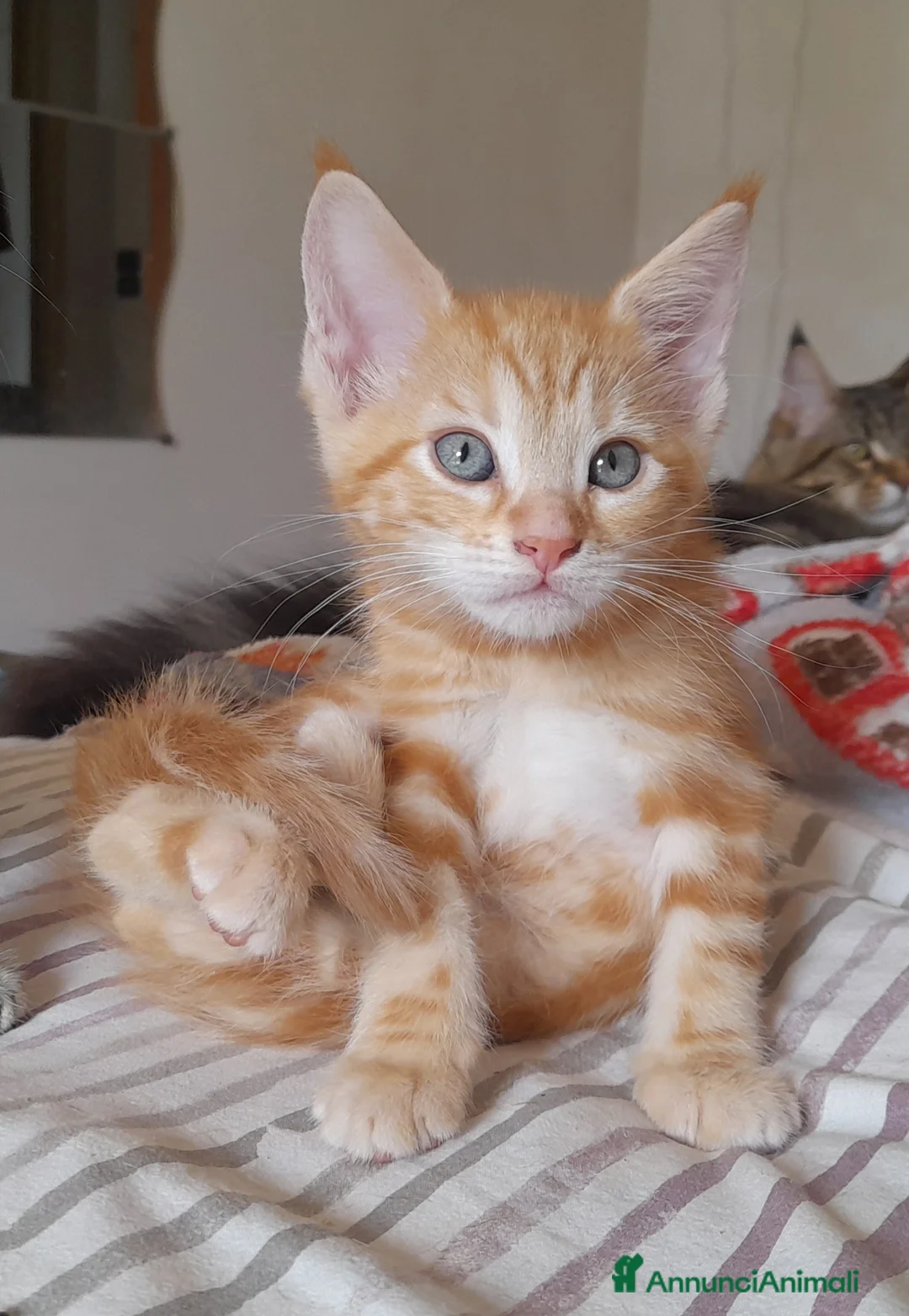 Maine Coon gatti in vendita: Gattine disponibili  - Annuncio 2