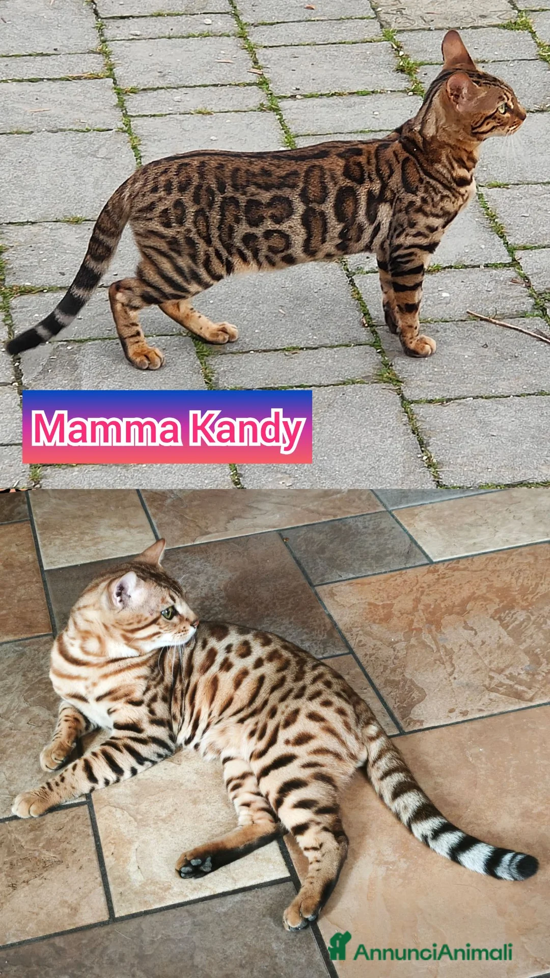 Bengala gatti in vendita: Stupenda cucciola di gatto Bengala 3 mesi - Annuncio 9