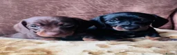 Bassotto cani in vendita: Bassotti NANI - Annuncio 5