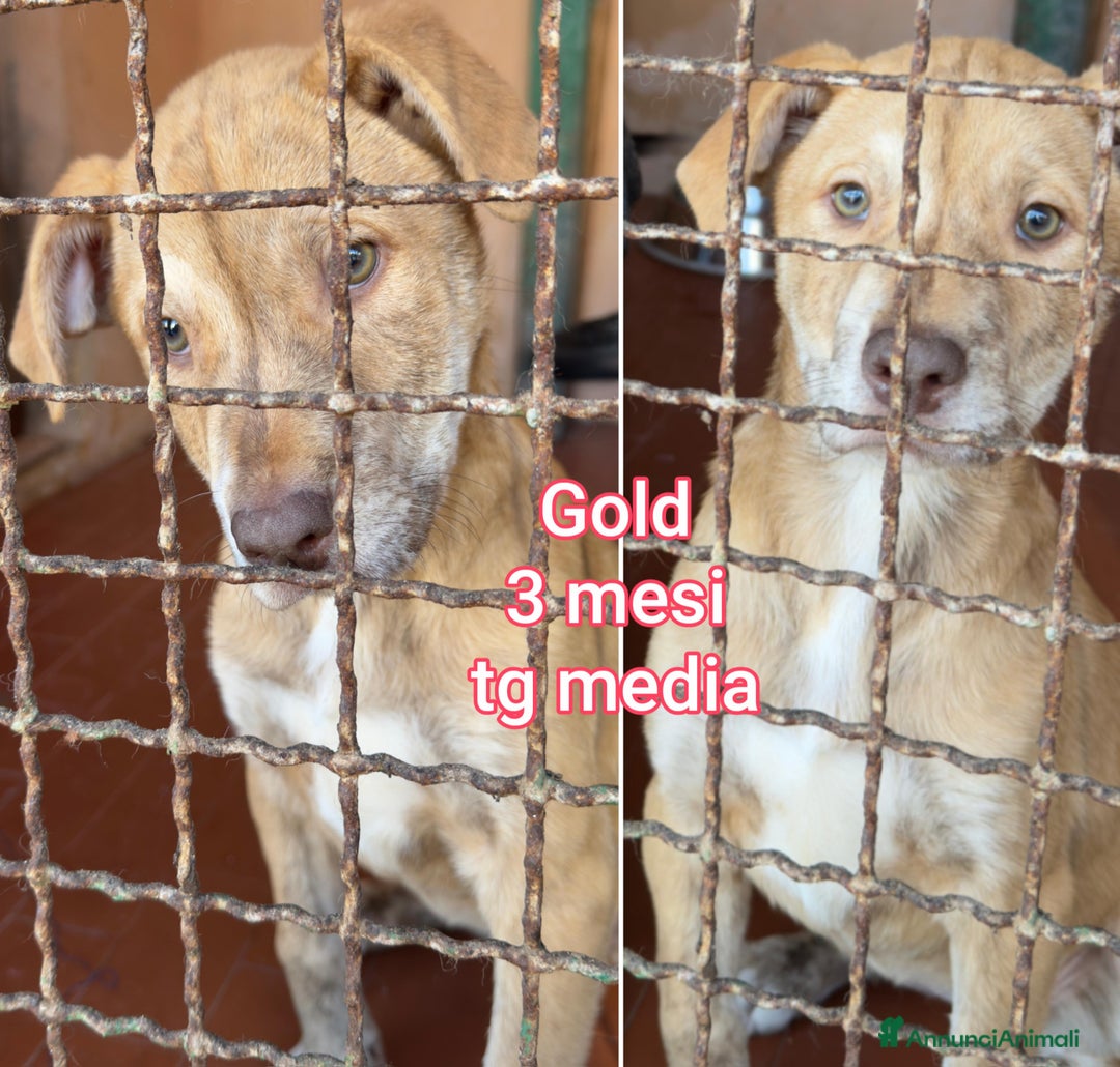 Meticcio cani in regalo: CUCCIOLI BISOGNOSI: URGENTE - Annuncio 12