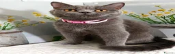 Scottish gatti in vendita: Scottish Straight MILLY - Annuncio 3