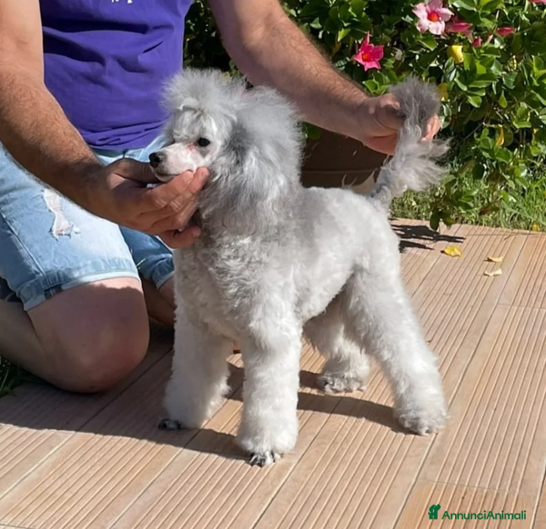 Immagine della galleria {{count}}