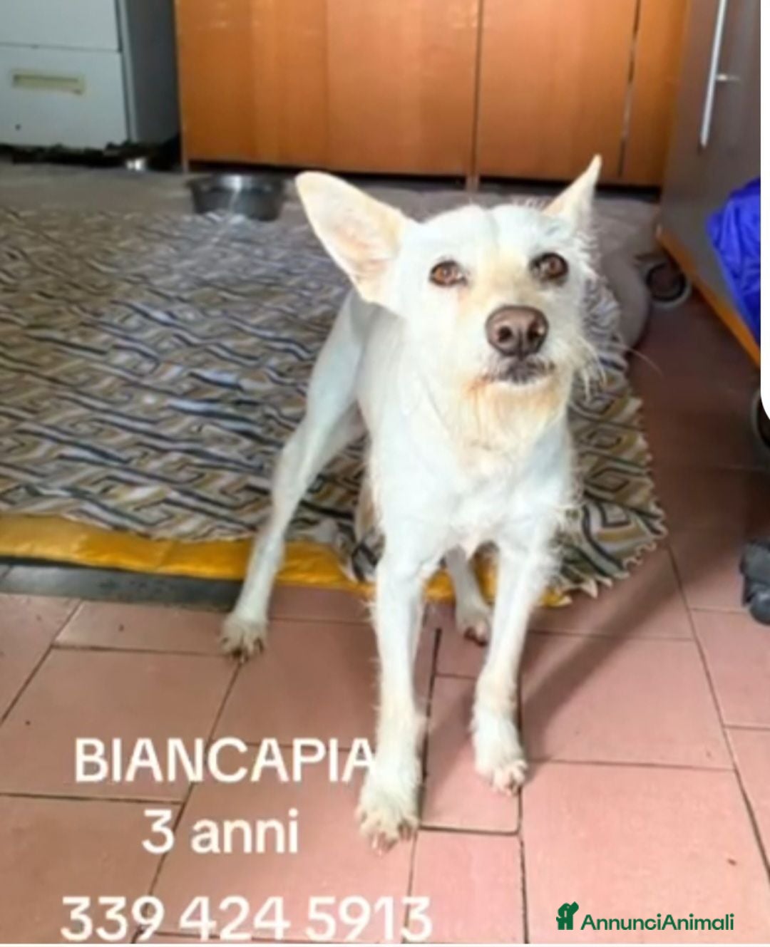 Meticcio cani Femmina 3anni 8/9 in canile da mesi NAPOLI - Annuncio 28