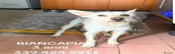 Meticcio cani in regalo: Femmina 3anni 8/9 in canile da mesi NAPOLI - Annuncio 1