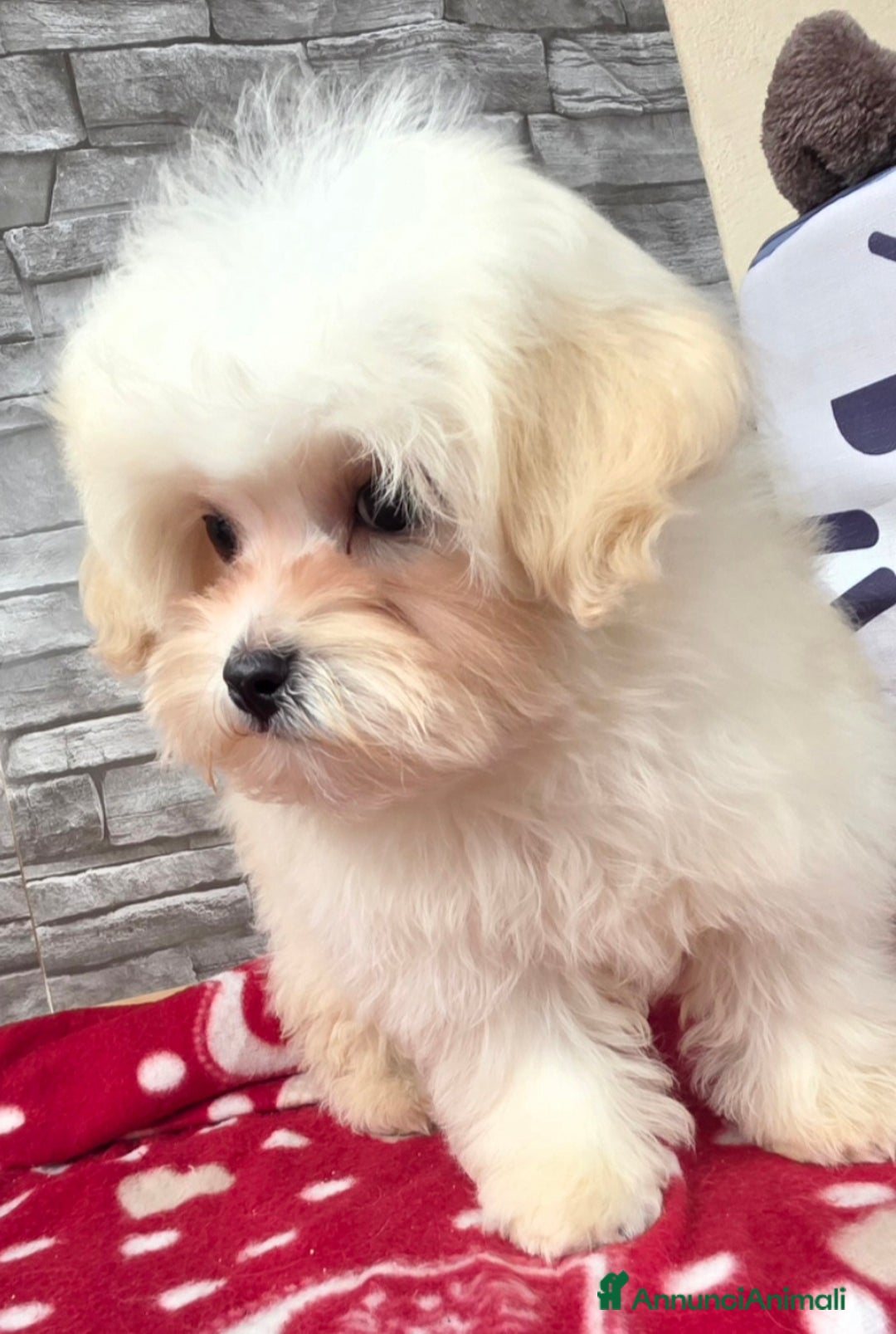 Meticcio cani in vendita: Maltipoo  - Annuncio 5