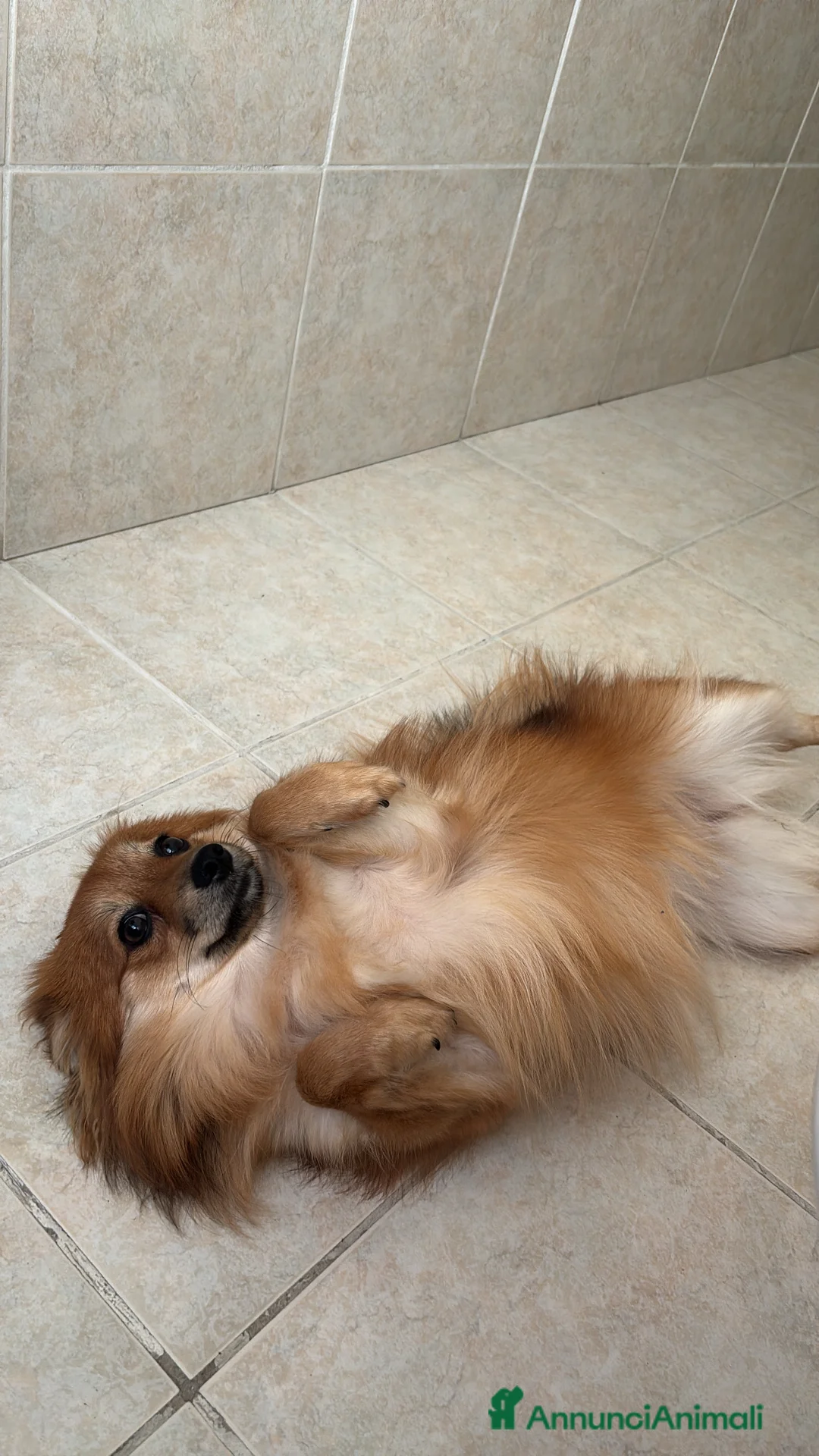 Volpino Pomerania cani in vendita: !URGENTE! vendo cucciola spitz pomerania - Annuncio 4