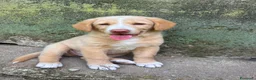 Meticcio cani in regalo: Milo cerca casa 🏡 - Annuncio 11