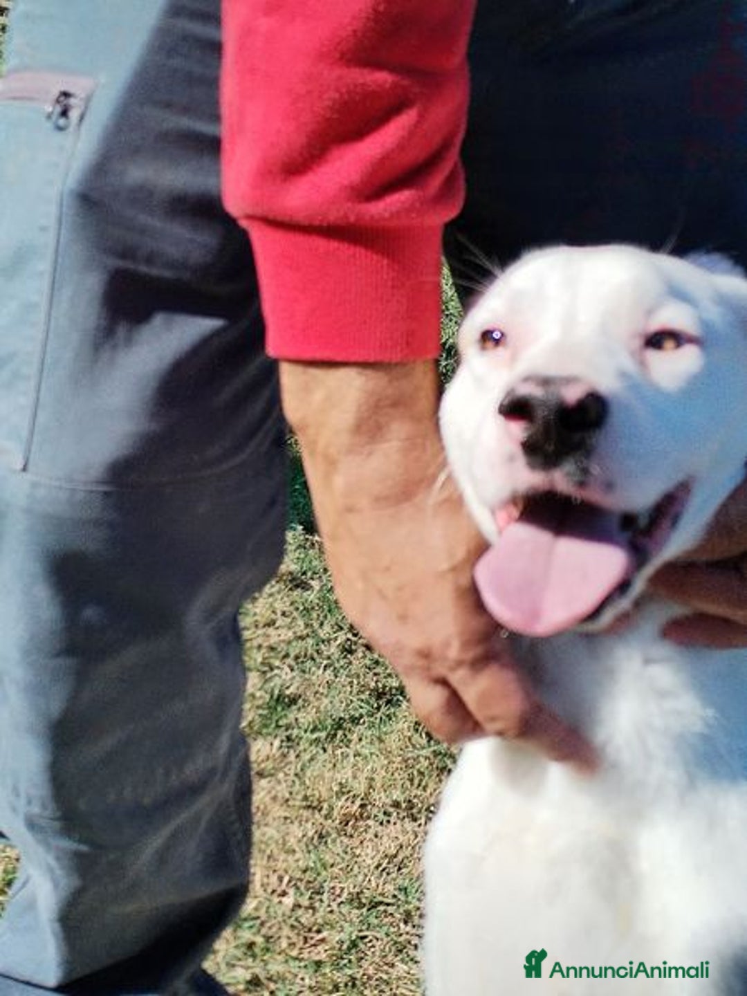 Meticcio cani in regalo: Kazuz non facciamolo crescere in canile a Provincia di Latina - Annuncio 3