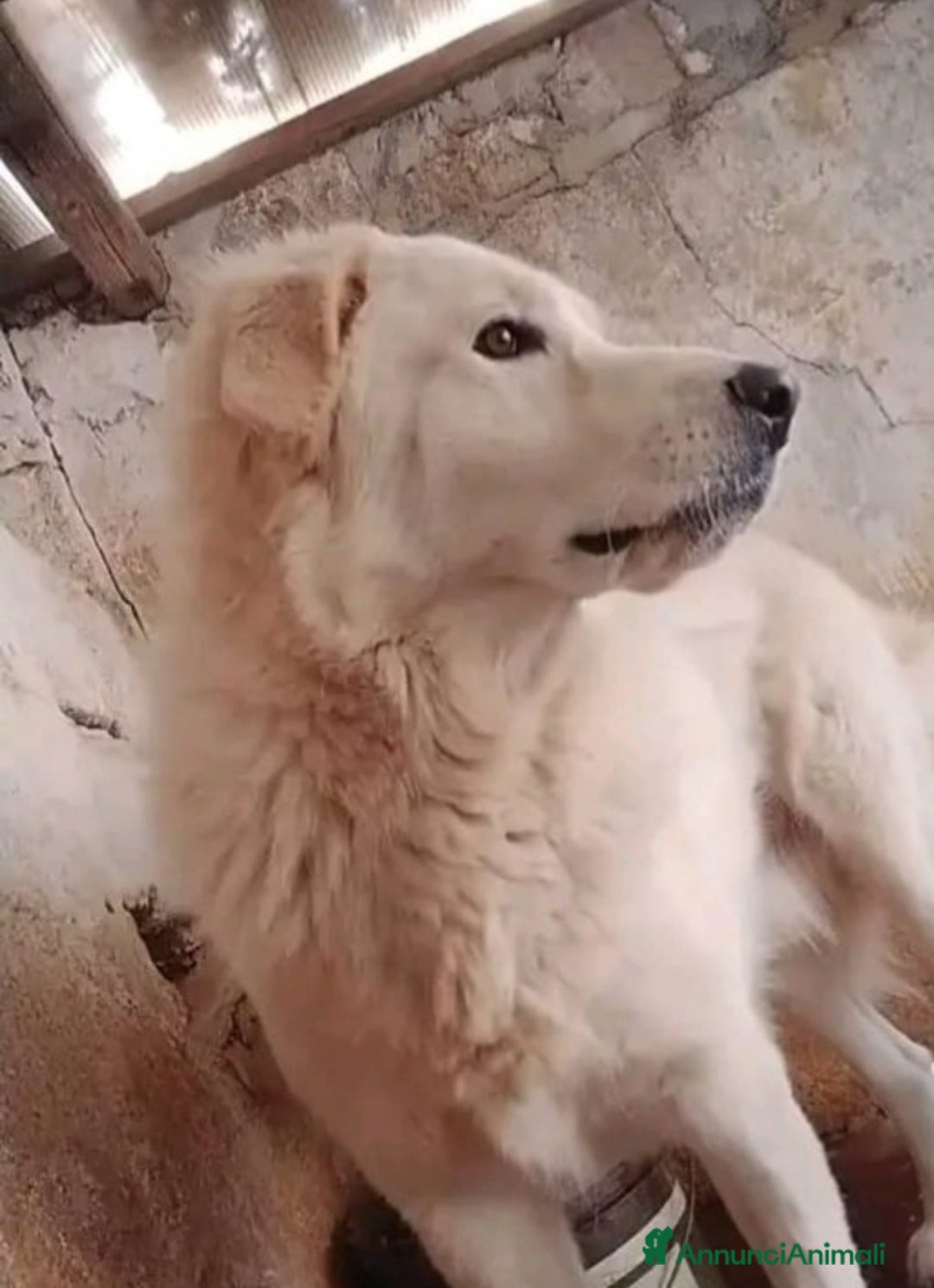 Pastore Maremmano cani in regalo: Maremmano giovane vive in piccolo spazio.CALABRIA a Città metropolitana di Milano - Annuncio 4