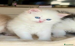 Siberiano gatti in vendita: Gattini siberiani e neva masquerade  - Immagine 10