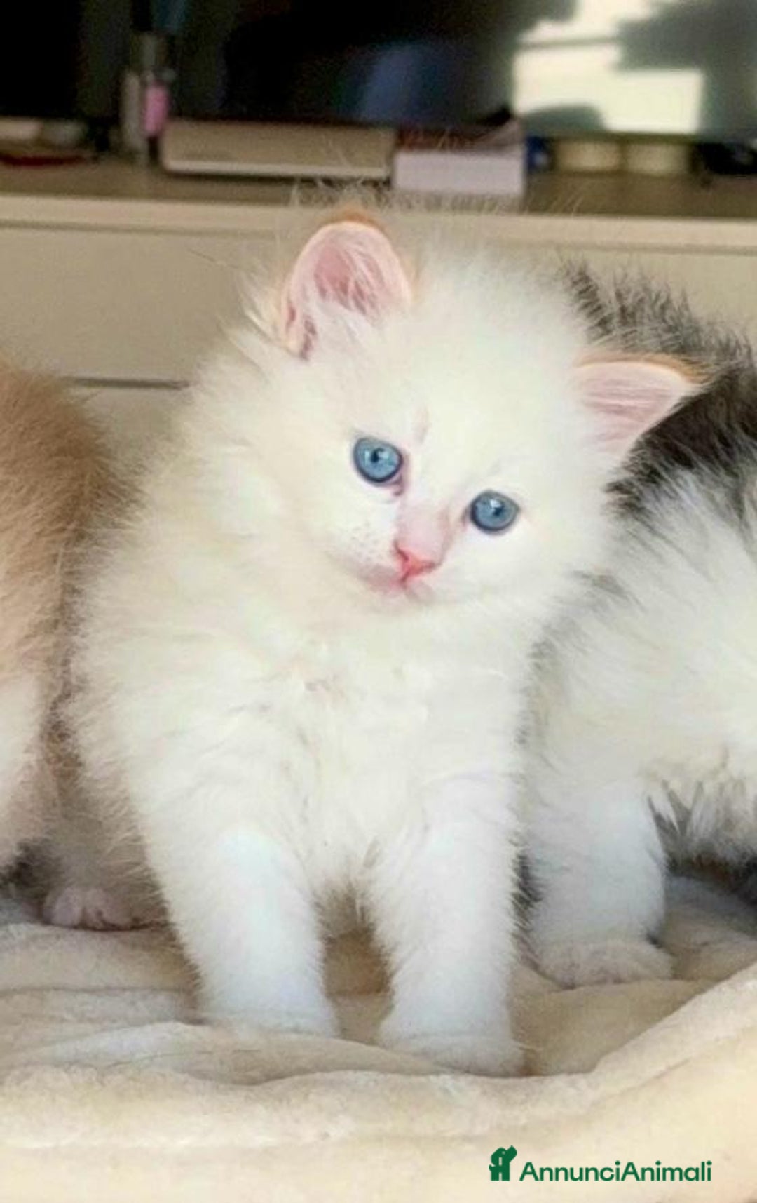 Siberiano gatti in vendita: Gattini siberiani e neva masquerade  - Immagine 10