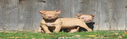 Pitbull cani in vendita: Cuccioli Pit Bull con Pedigree anche a rate - Annuncio 26