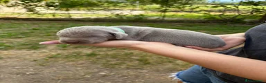 Weimaraner 5