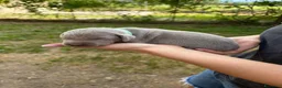 Weimaraner cani in vendita: Cucciolata di 6 weimaraner  - Annuncio 4
