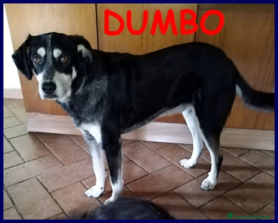 Meticcio cani in regalo: DUMBO un simpaticone! - Annuncio 7