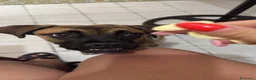 Meticcio cani in regalo: Wendy a Città metropolitana di Roma Capitale - Annuncio 18