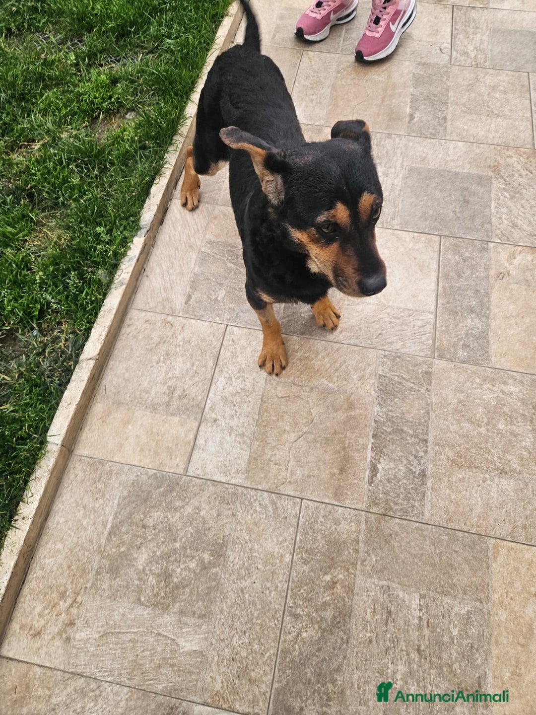 Meticcio cani in regalo: Ralph: taglia piccola socievole affettuoso  - Annuncio 6