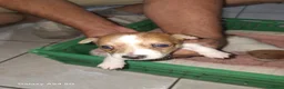 Jack Russell cani in vendita: Vendiita  - Annuncio 7