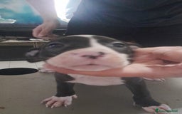 Pitbull cani in vendita: CUCCIOLI DI PITBULL a Provincia di Viterbo - Immagine 18