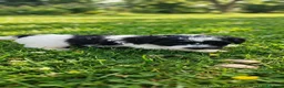 Jack Russell cani in vendita: Jack Russell  - Annuncio 2