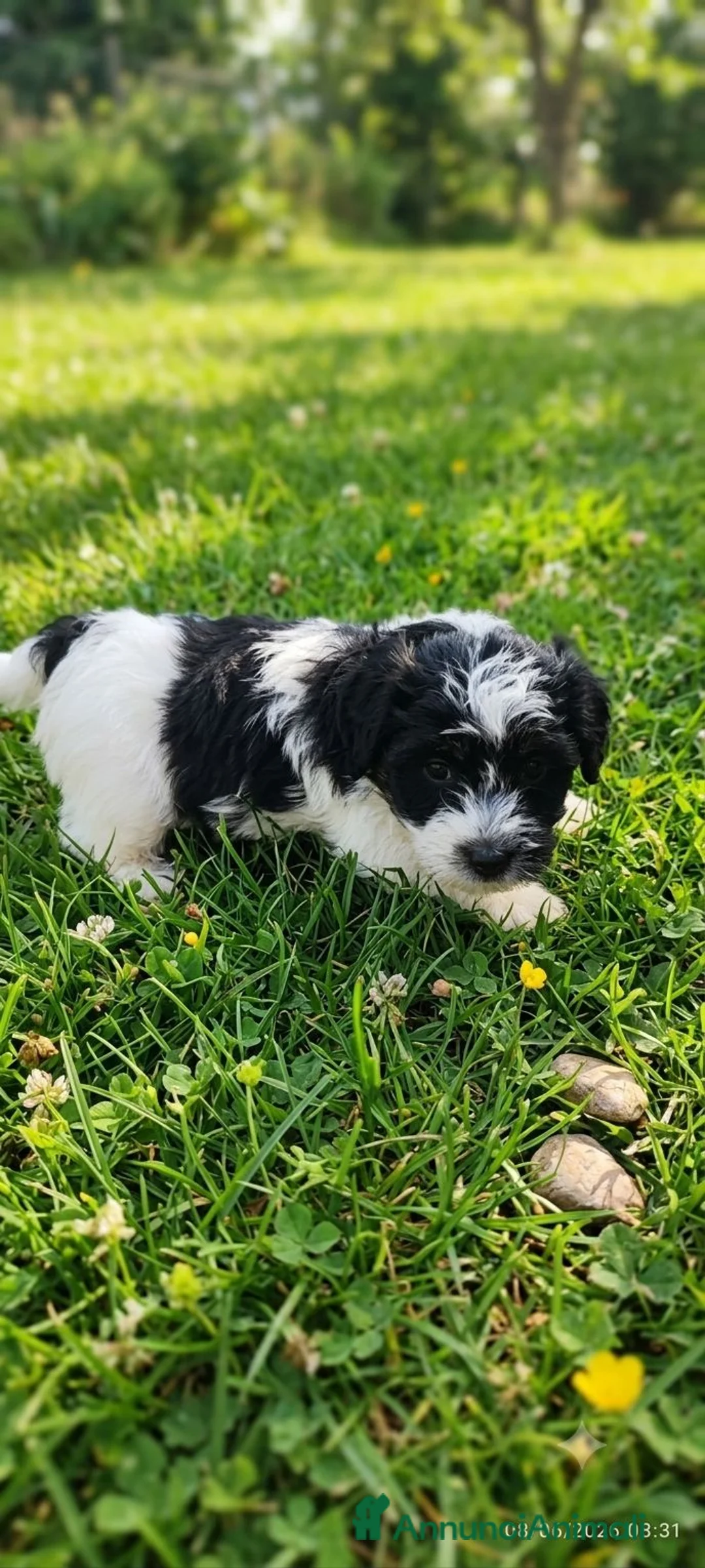 Jack Russell cani in vendita: Jack Russell  - Annuncio 2