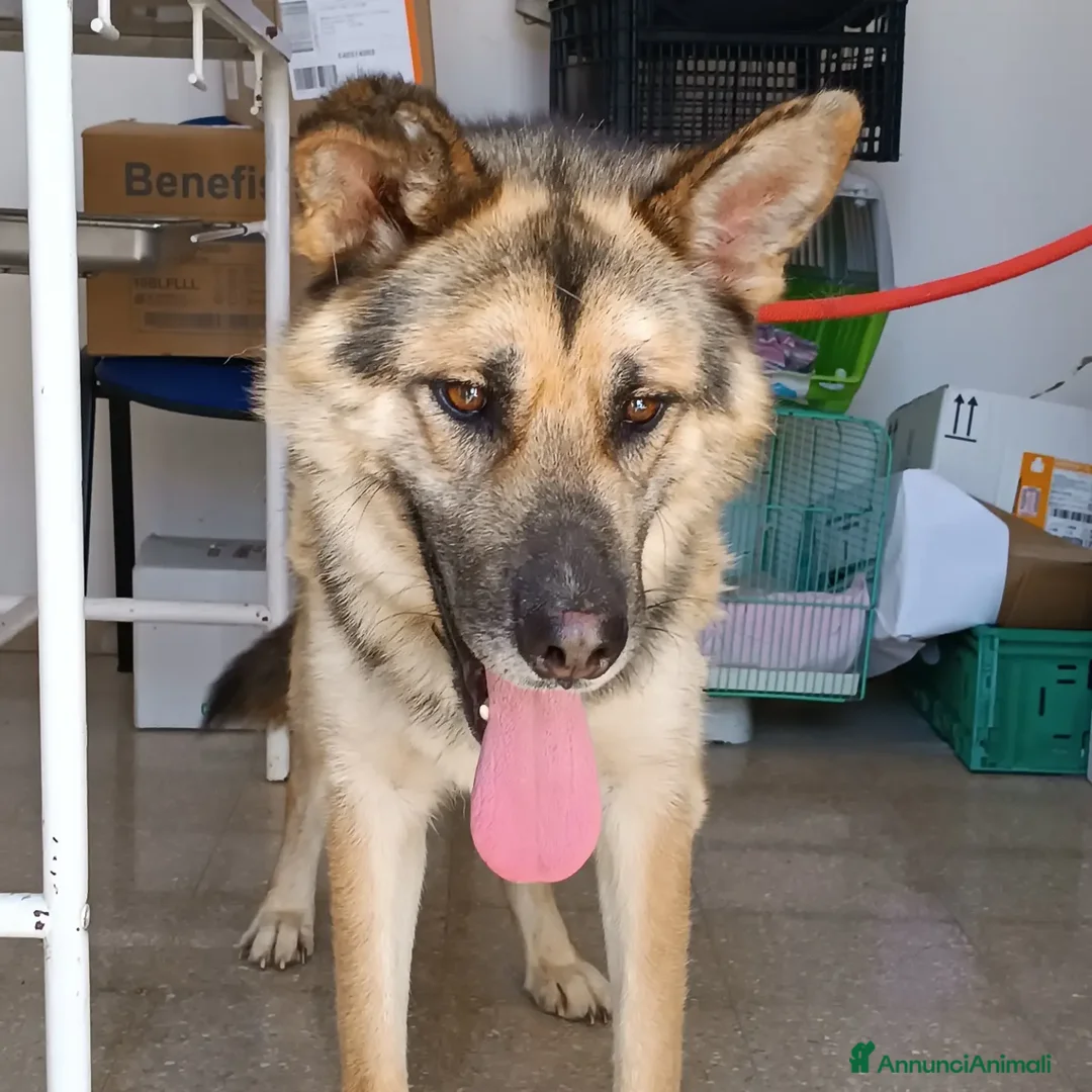 Pastore Tedesco cani in regalo: Strepitoso mix Pastore tedesco husky Whisky a Provincia di Latina - Annuncio 2