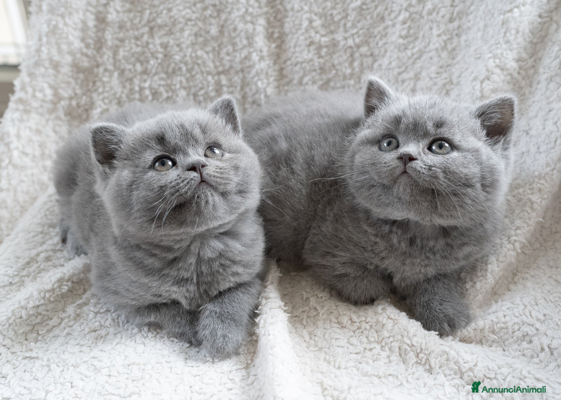 British gatti BRITISH SHORTHAIR  a Metropolitan City of Milan - Annuncio 16