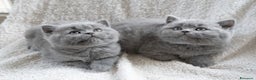 British gatti in vendita: BRITISH SHORTHAIR  a Metropolitan City of Milan - Annuncio 1