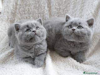 British gatti BRITISH SHORTHAIR a Metropolitan City of Milan - Annuncio 11