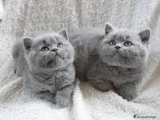 British gatti BRITISH SHORTHAIR a Metropolitan City of Milan - Annuncio 12