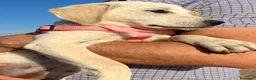 Meticcio cani in regalo: Rachele dolcissima cucciola - Annuncio 2