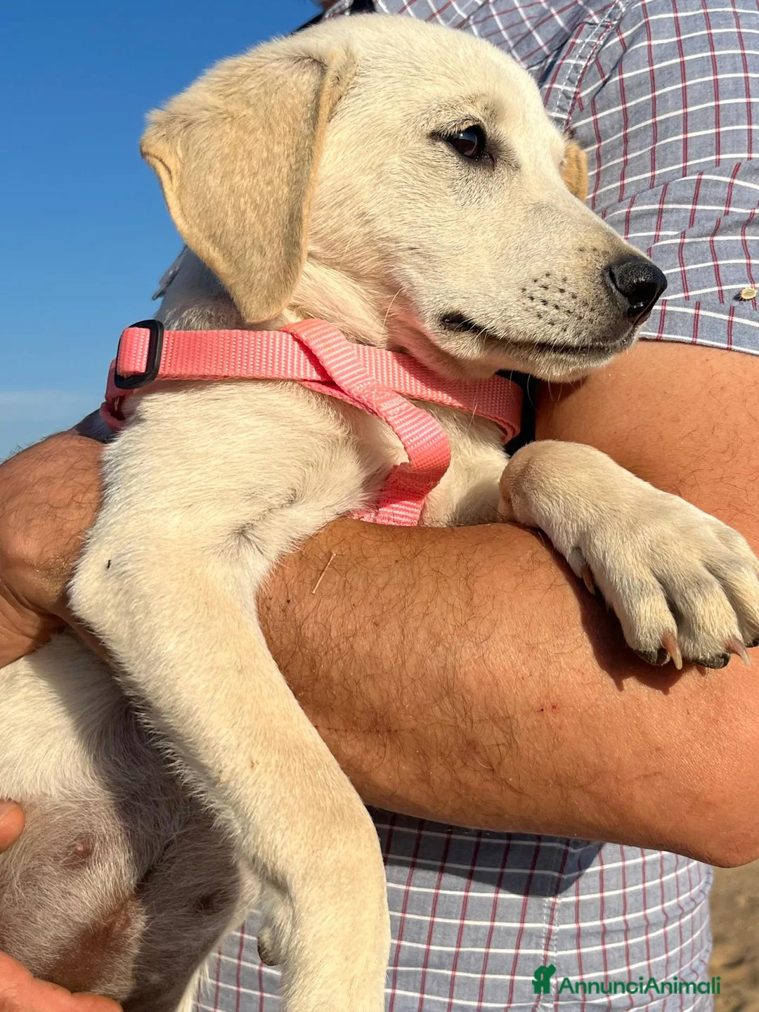 Meticcio cani in regalo: Rachele dolcissima cucciola - Annuncio 2