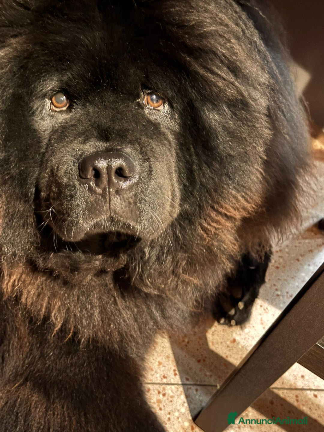 Chow Chow cani per accoppiamento: Chow chow maschio per monta  - Annuncio 2