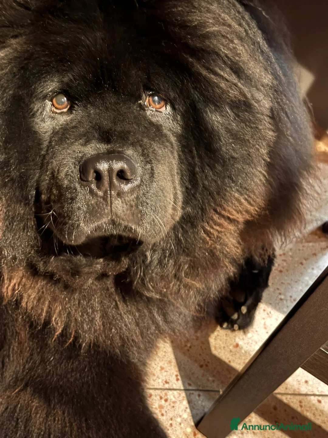 Chow Chow cani per accoppiamento: Chow chow maschio per monta  - Annuncio 2