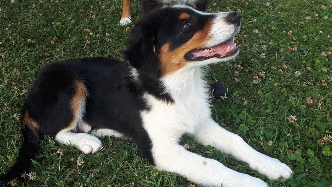Australian Shepherd cani in vendita: Cucciola Australian Sheperd Pastore Australiano a Provincia di Bergamo - Immagine 2