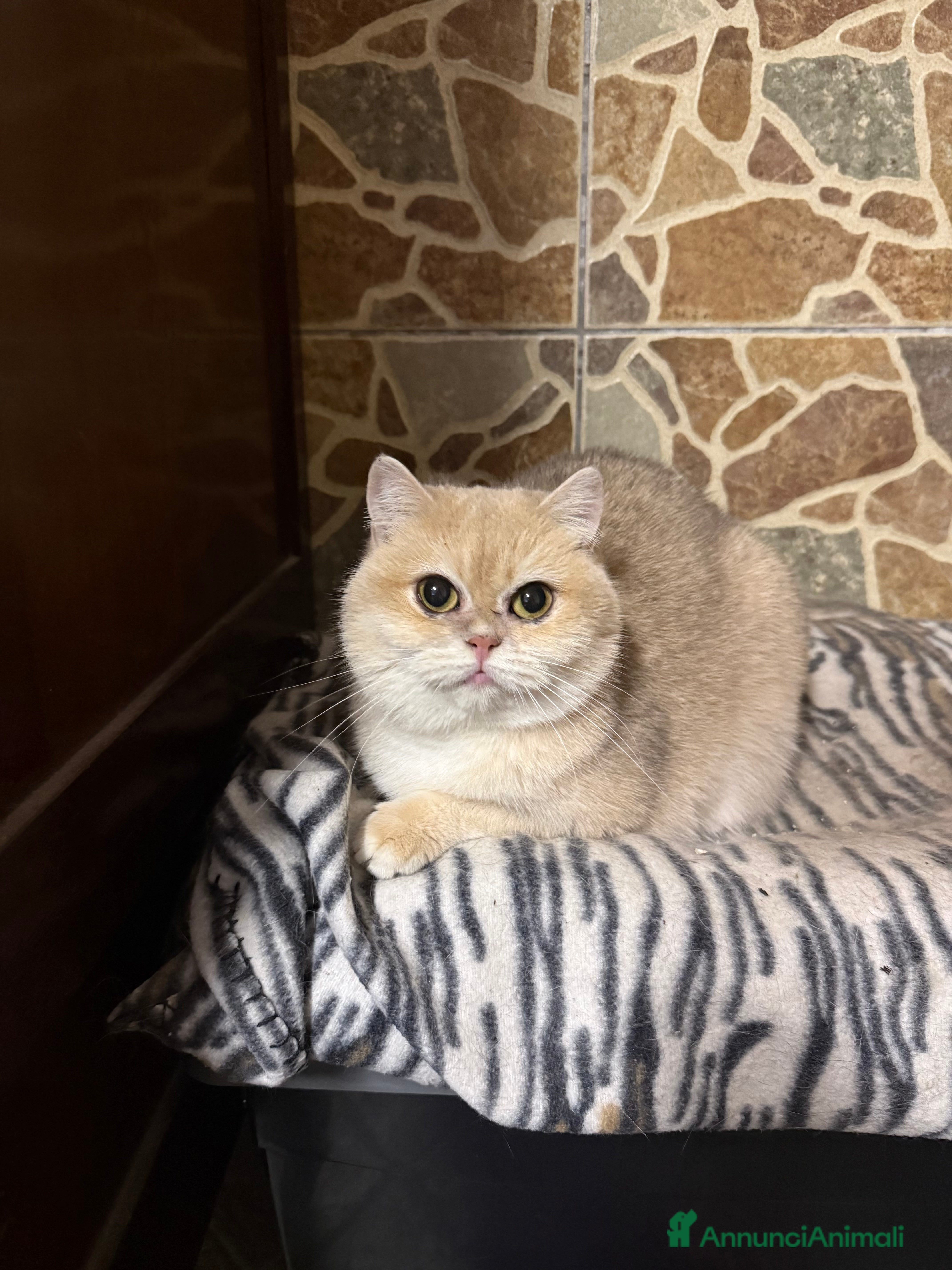 British gatti British femmina blu Golden  - Annuncio 2