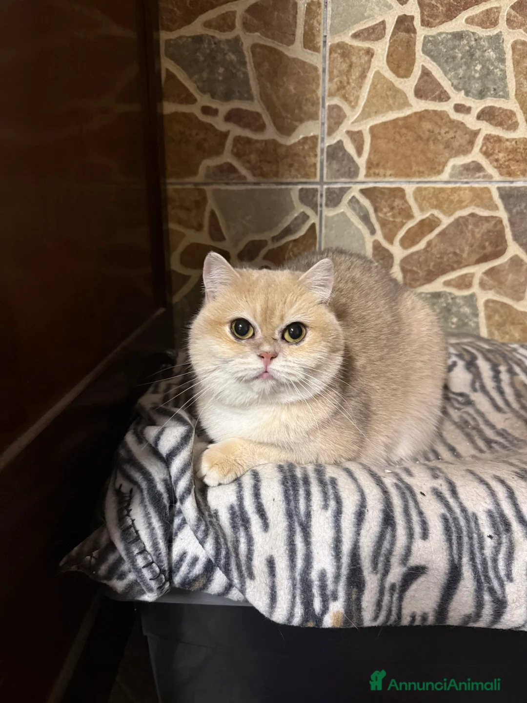 British gatti in vendita: British femmina blu Golden  - Annuncio 2