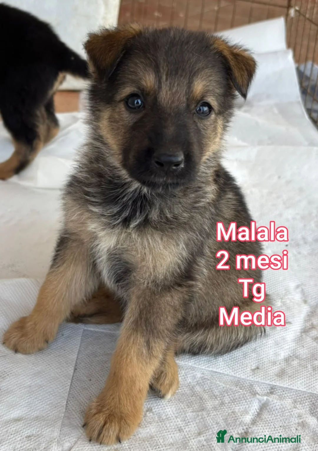 Meticcio cani in regalo: CUCCIOLI ABBANDONATI: URGENTE! a Città Metropolitana di Torino - Annuncio 2