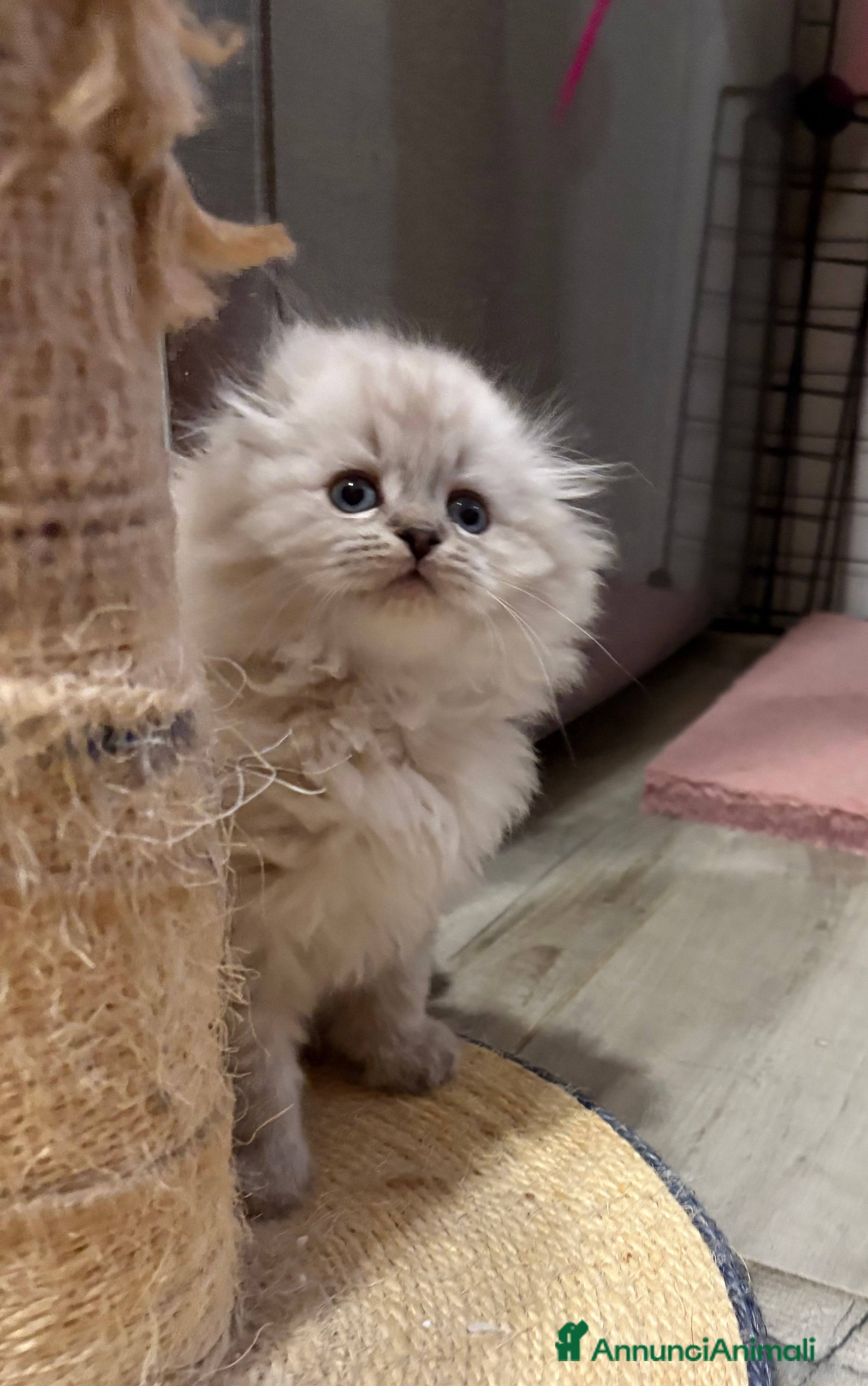 British gatti Scottish fold sthrait  - Annuncio 1