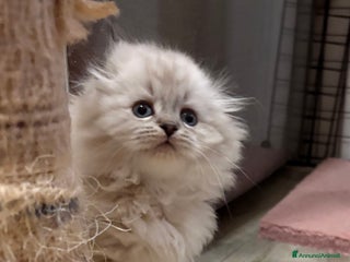 British gatti Scottish fold sthrait - Annuncio 1