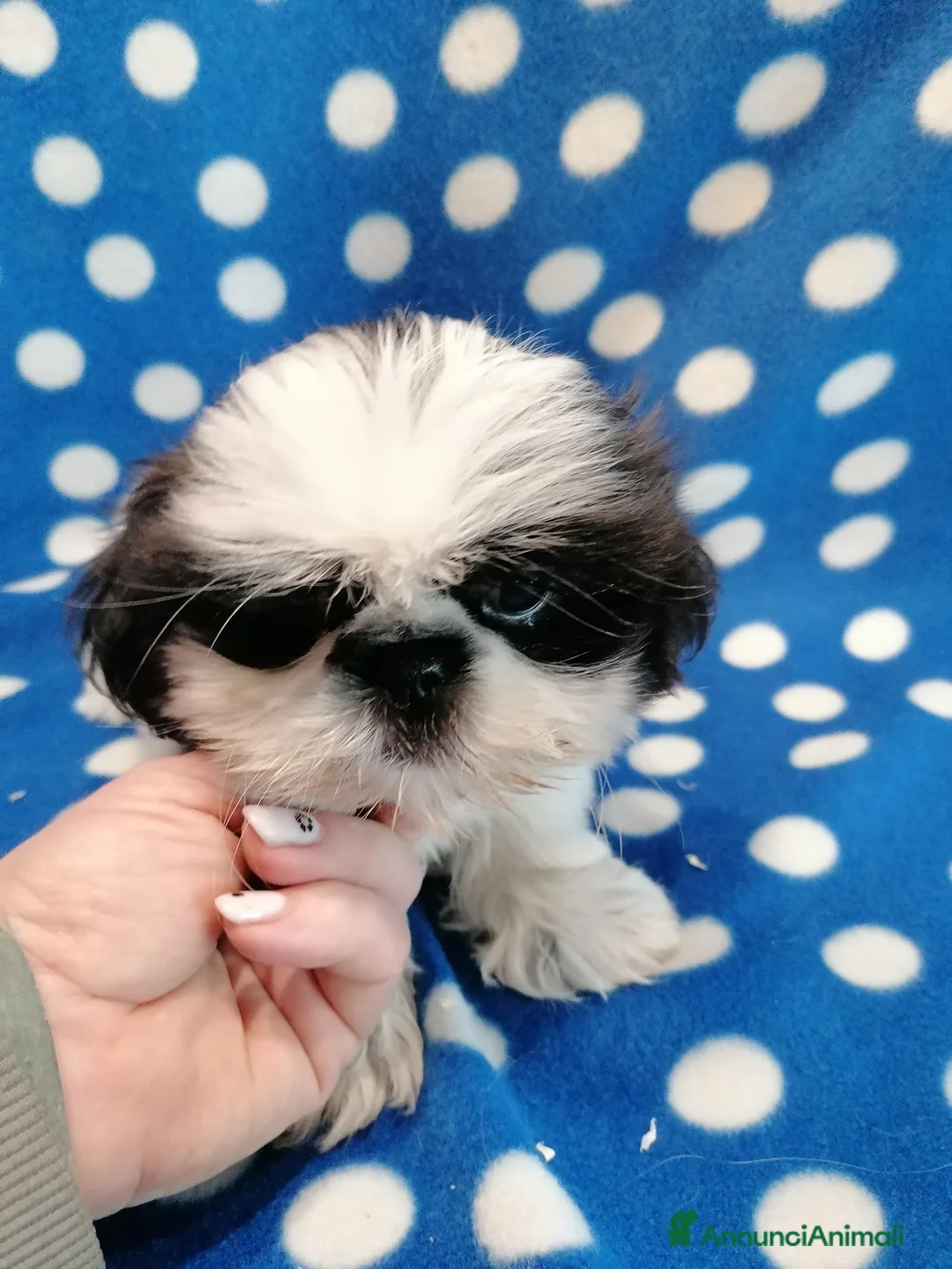 Shih Tzu cani in vendita: Shih Tzu cucciolo taglia molto piccola - Annuncio 2