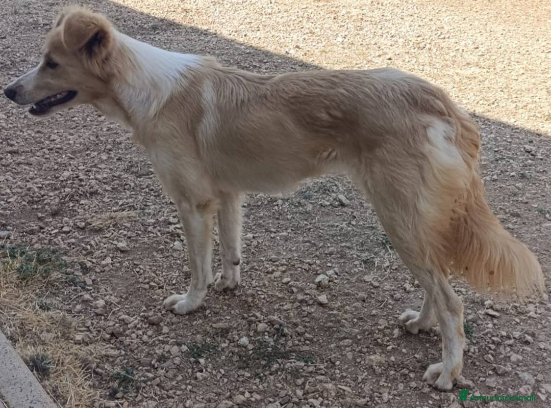 Meticcio cani in regalo: Chantal fantastica cagnolina - Annuncio 5