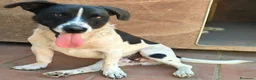Meticcio cani in regalo: tommy cagnolino socievolissimo - Annuncio 19