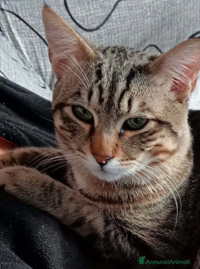 Europeo gatti Gatto di quasi quasi 8 mesi  - Annuncio 2